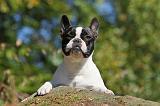 BOULEDOGUE FRANCAIS 555
